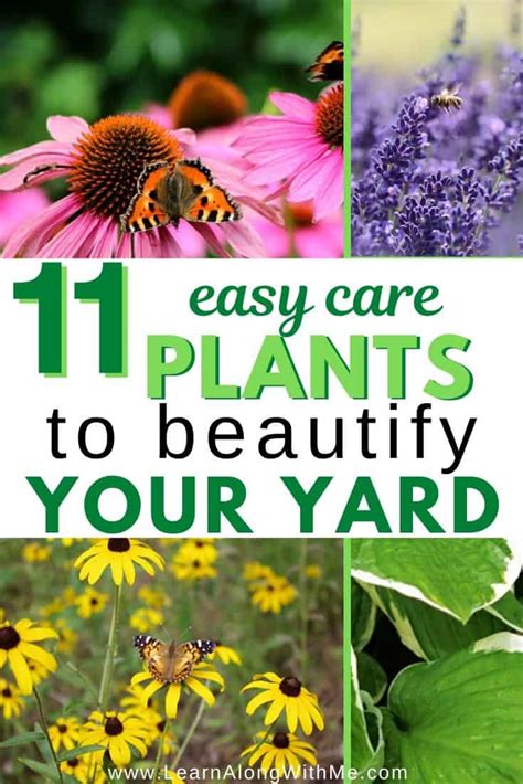 These are generally low maintenance yards for most people. . Low maintenance plants for san antonio